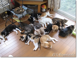 崩壊現場猫.jpg